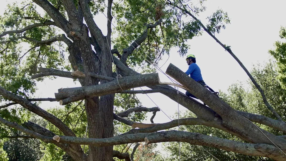Professional Hazardous Tree Removal performed by certified arborists in Escalon
